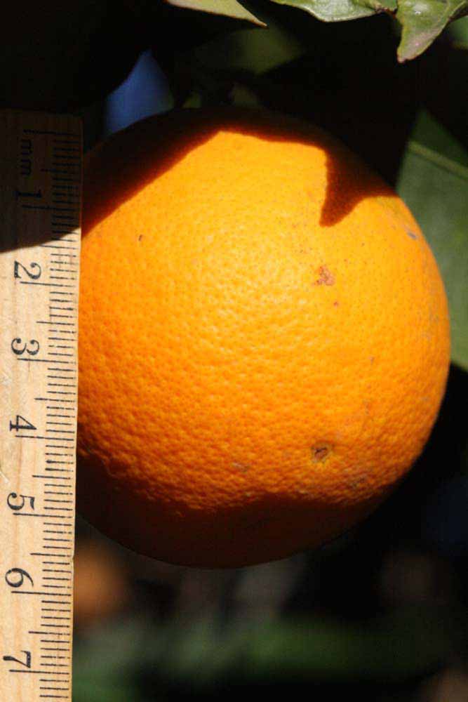              Fruit (Riverside, CA)       